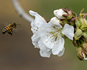 Bee Pollination 4